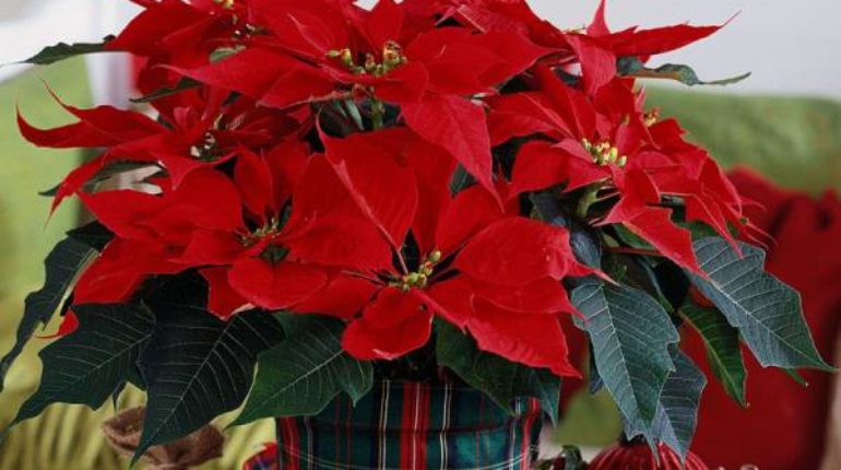 This is why poinsettias are the official Christmas flower