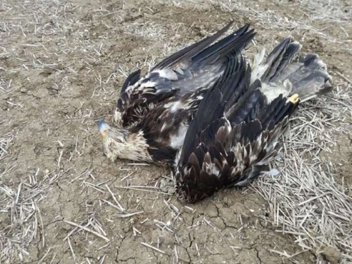 Couple of imperial eagles found poisoned near Kavadarci