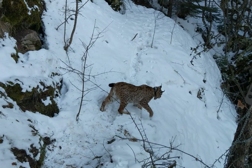 Huge lynx tagged near Mavrovo