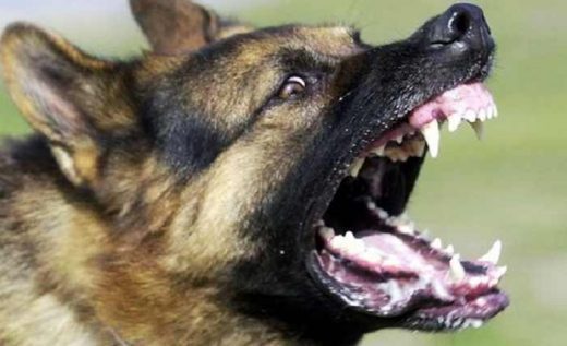 Three people attacked by dogs in Skopje and Kumanovo