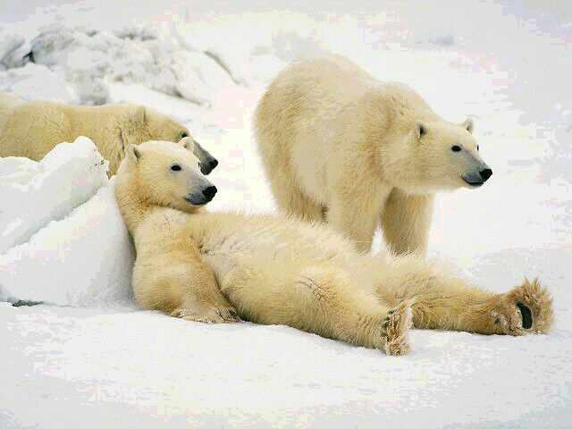Polar bear population in the Arctic growing