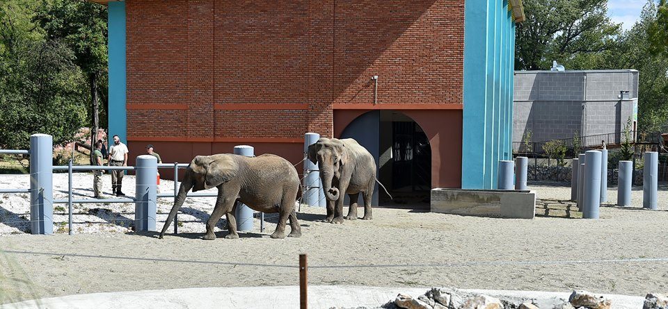Skopje Zoo hikes prices because the “elephants eat a lot”