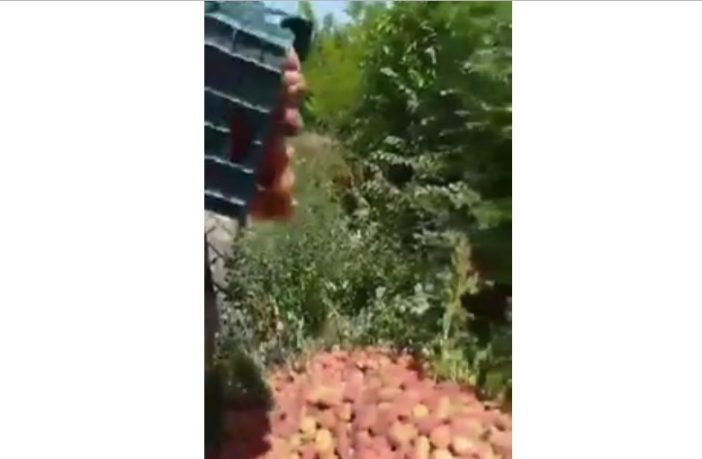 Rosoman farmers filmed throwing their peaches away in protests against lack of markets