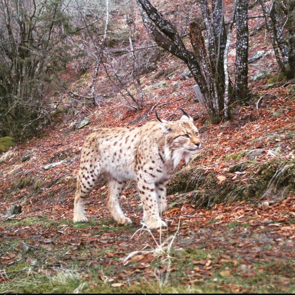 Lynx photographed in Mavrovo