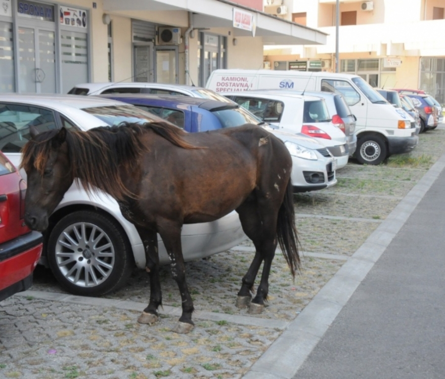 Motorist strikes a horse on a notorious stretch of the road north of Bitola