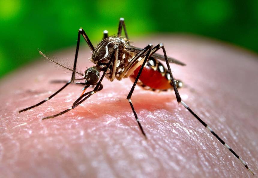 Man from Skopje in critical condition after contracting the West Nile fever