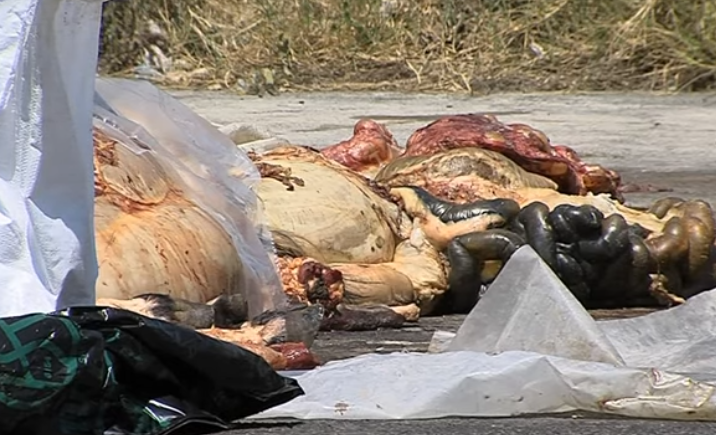 After the Kurban Bajram slaughter, animal carcasses strewn in picnic grounds, near homes, children’s playgrounds