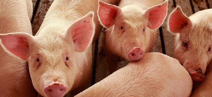 Macedonia stops pork imports from Serbia to prevent the spread of the African swine fever