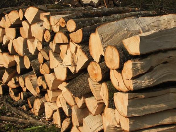 Forest ranger attacked by illegal loggers near Gostivar