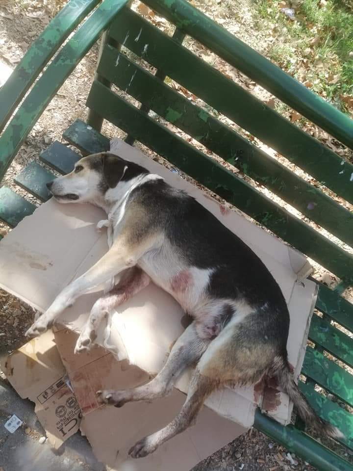 Two stray dogs brutally killed overnight in Aerodrom