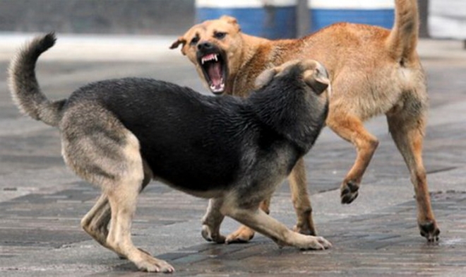 As Skopje town hall prepares to allow animal rights activists run the dog-catching service, citizens left unprotected from dangerous strays