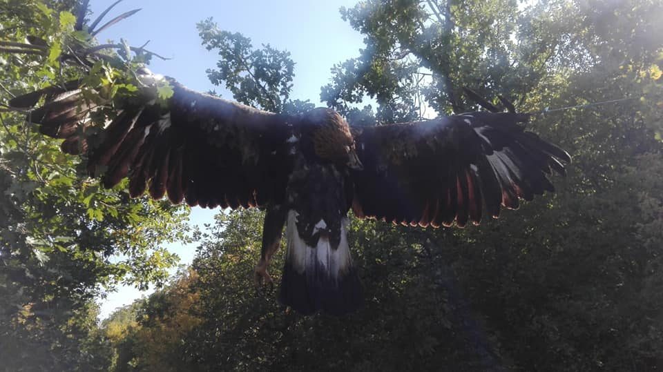 Animal cruelty: Killed eagle left as a macabre road sign