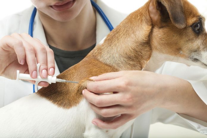 Government agency offers greatly discounted pet microchips