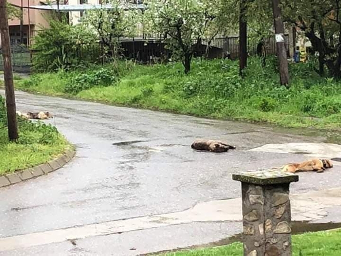 Stray dogs poisoned in Vinica