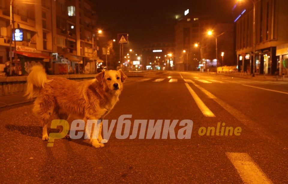 Animal rights activists will be given curfew passes to feed stray dogs
