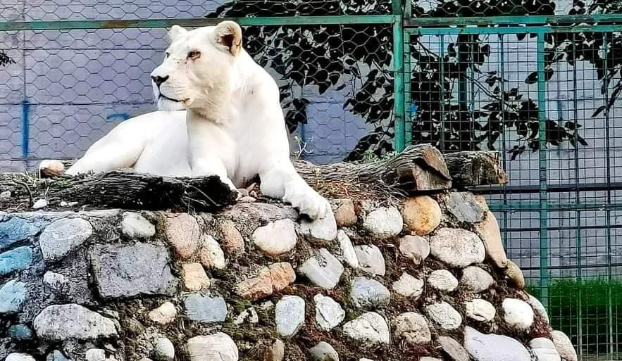 Chaka the albino lion prevented a robbery in the Skopje ZOO