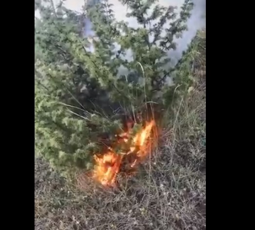 Police urged to act after a man set fire in a dry forest and bragged about it on TikTok