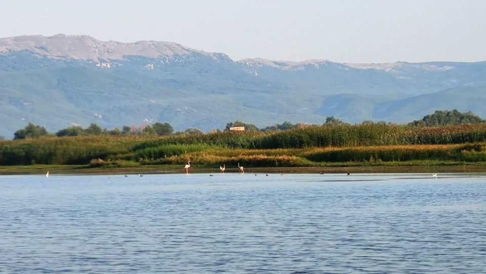 Rare sight: Pink flamingos spotted in lake Prespa