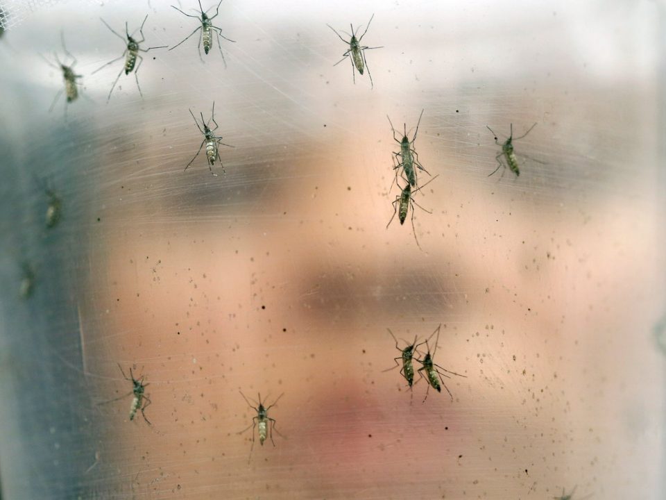 Mosquito infestation in Skopje