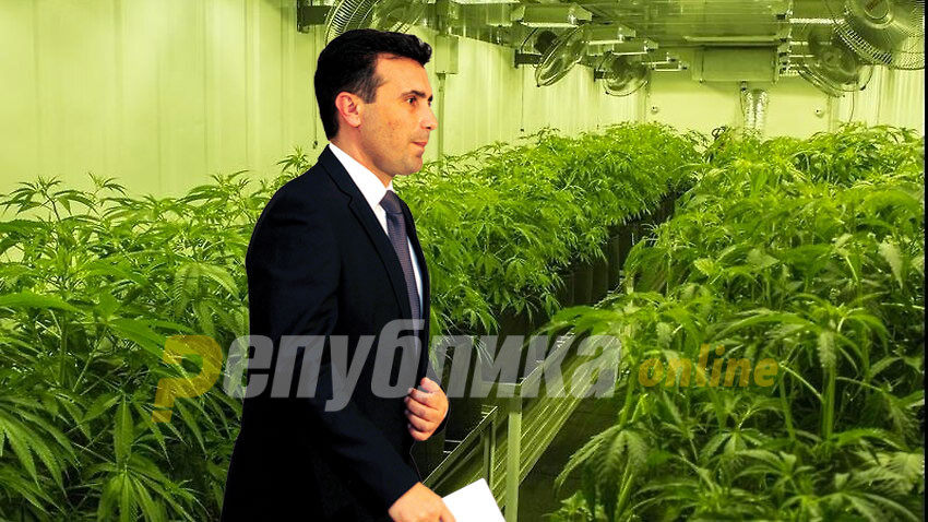 After his inner circle invested in marijuana plantations, Zaev again tries to legalize its recreational use