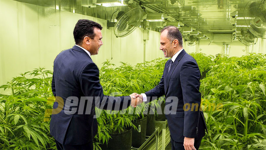 Macedonia has a government that thinks how to legalize Prime Minister Zoran Zaev’s marijuana business