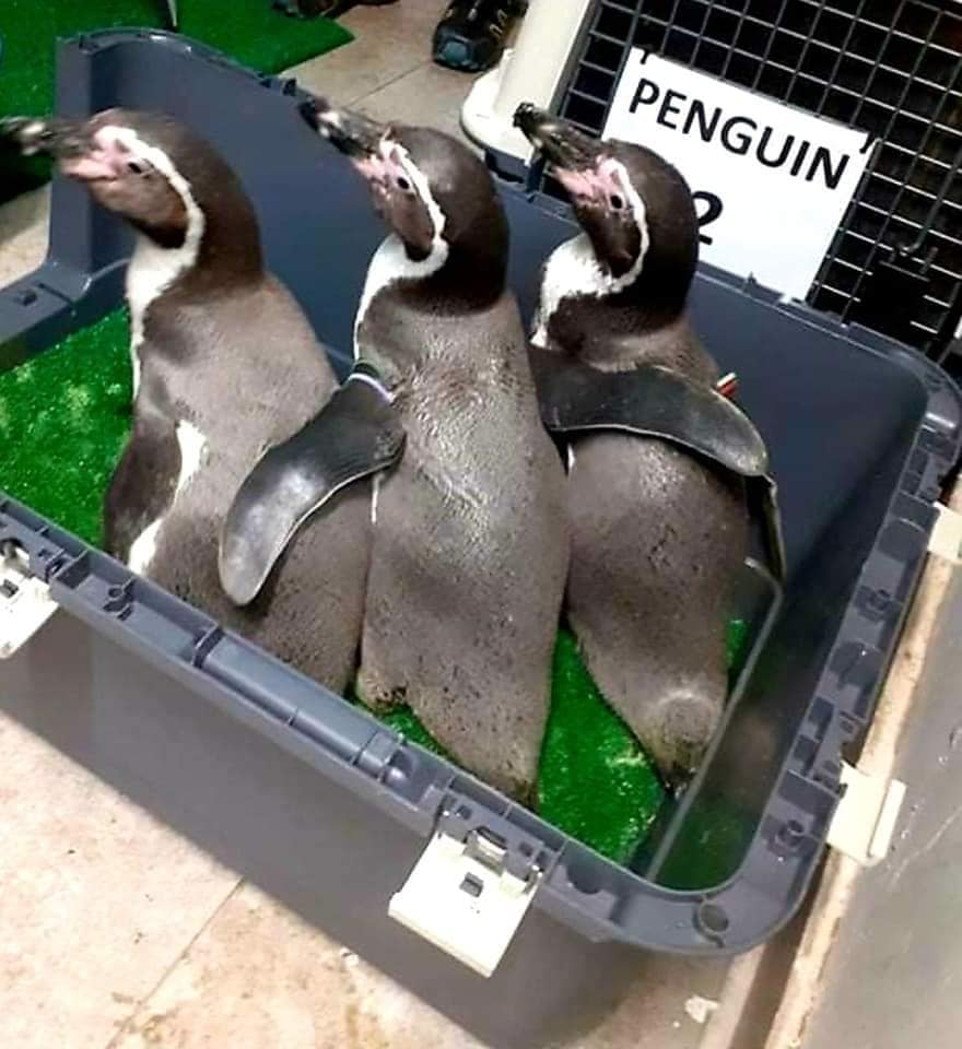 Three penguins delivered to the Skopje ZOO