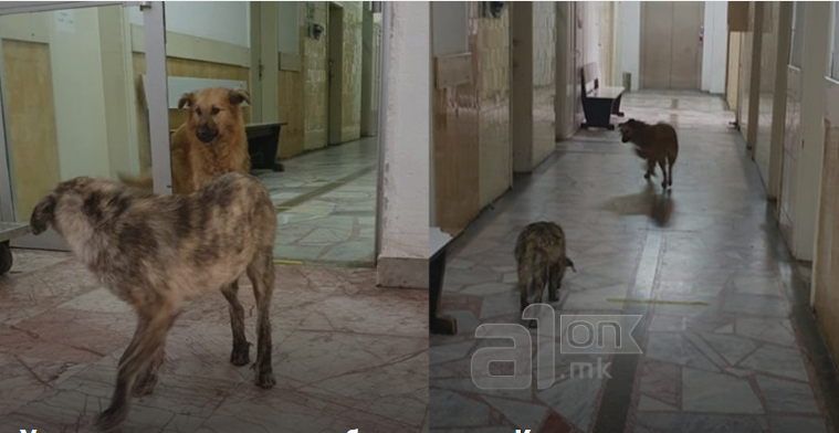 Stray dogs wander through the corridors of the Kicevo Covid center