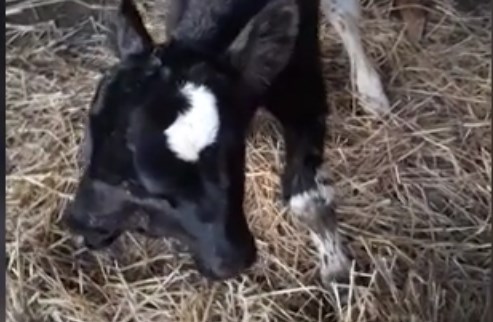 Calf with two heads born near Bitola