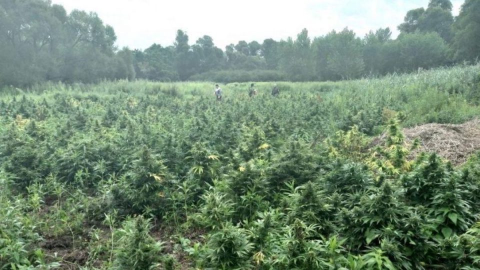 Police raids an illegal marijuana farm near Ohrid