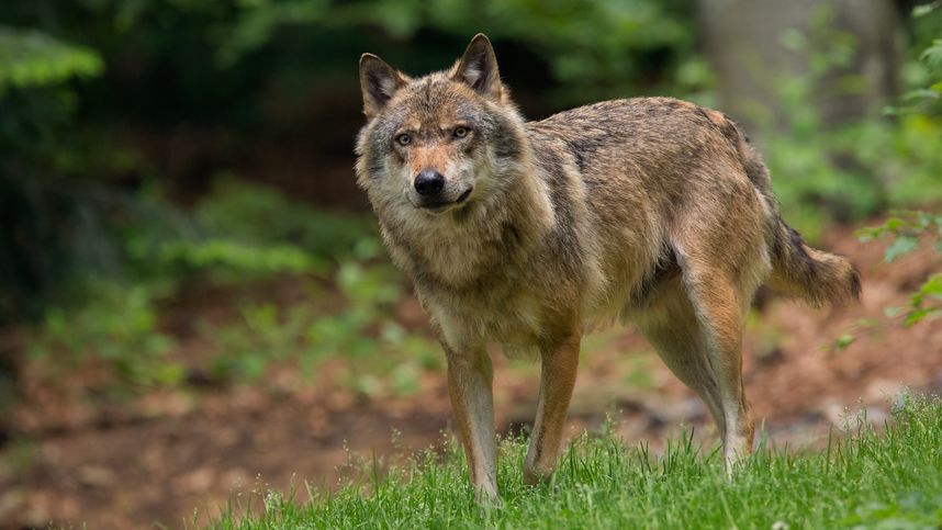 A pair of wolves pursued hikers near Skopje
