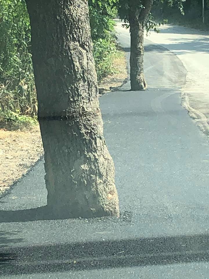 Ohrid authorities covered trees in asphalt