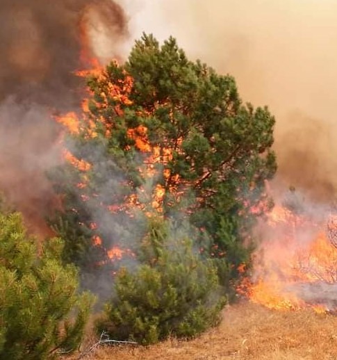 Photos of the fires in the Pehcevo region