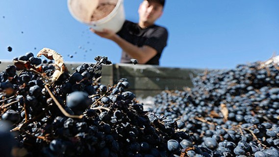 After protests, vineries agree to pay more for the grape harvest