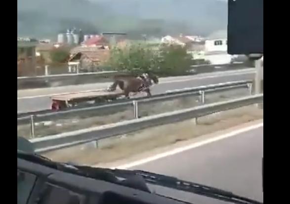Horse filmed galloping on the highway near Gostivar