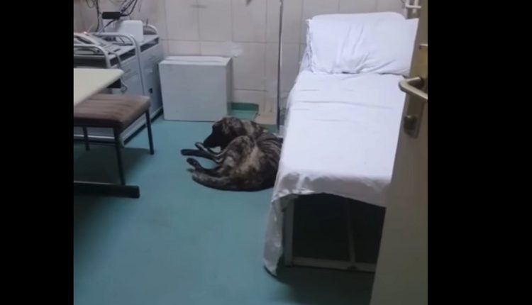 The state of public healthcare: Stray dog filmed in the Kicevo hospital