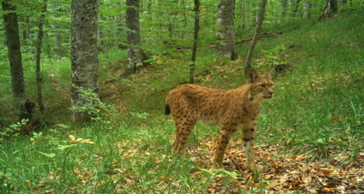 Balkan lynx photographed at Galichica National Park