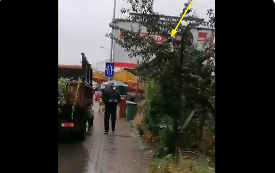 Mayor Temelkovski chopped down a tree because it was obscuring his billboard
