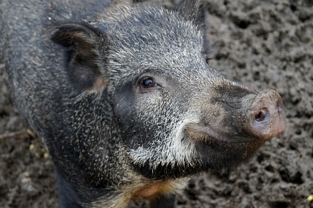 Wild boars are destroying farms near Kocani