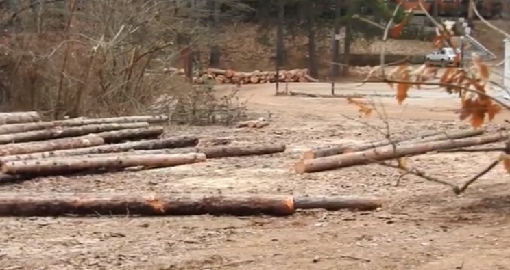 VMRO-DPMNE branch in Kicevo demands that the cutting down of pine trees in Krusino be immediately stopped