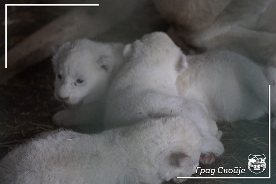 Three lion cubs born in the Skopje ZOO