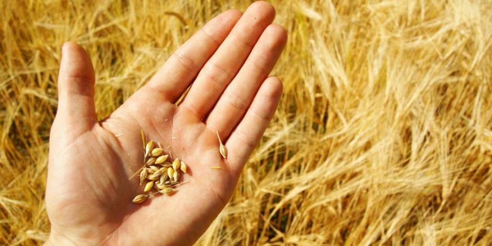 Chaos on world stock markets: Wheat prices rise by 40%, prices of other raw materials rise