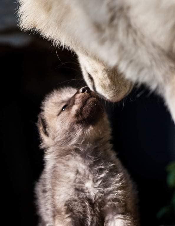 Two white wolf cubs born in the Skopje ZOO