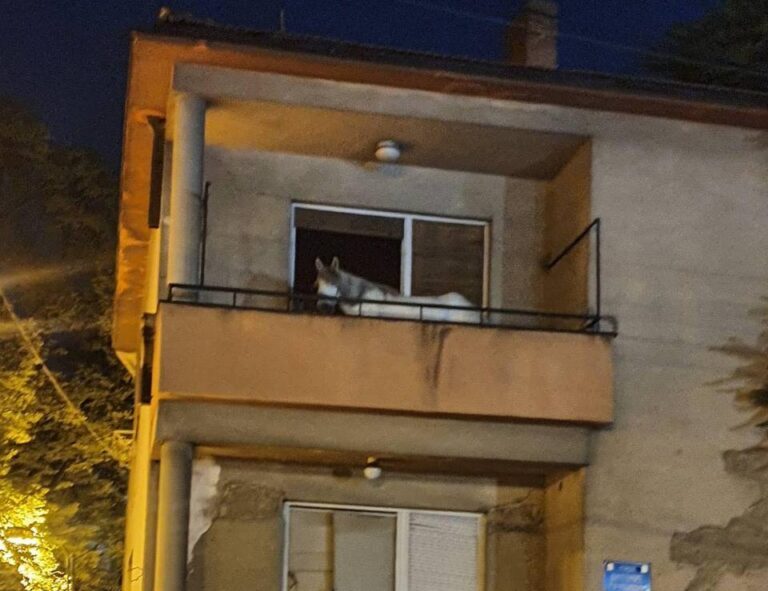 Horse evacuated from an abandoned house in Skopje