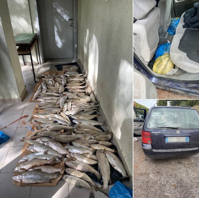 Albanian poacher caught with 119 protected Ohrid trouts
