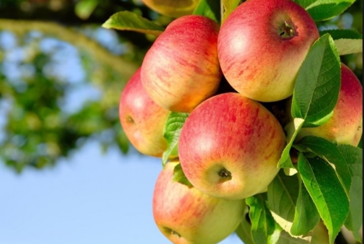 Russia introduces a ban on import of Macedonian apples