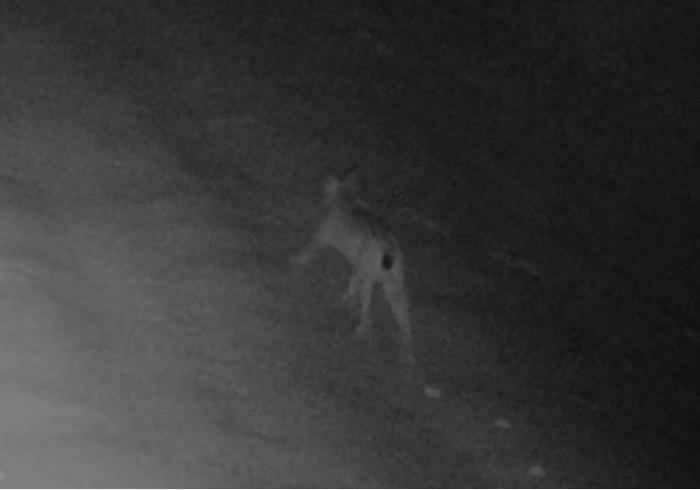 Wild lynx caught on camera at the Galicica national park