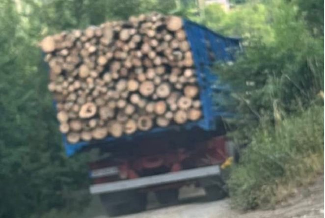 Companies close to the ruling parties are devastating the Macedonian forests