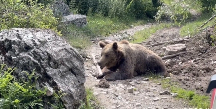 Galishnik has a serious problem with bears, the institutions remain deaf