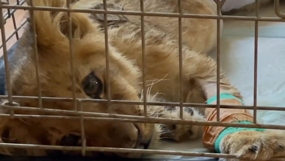 Kiki, the rescued lioness from Serbia, has sadly passed away