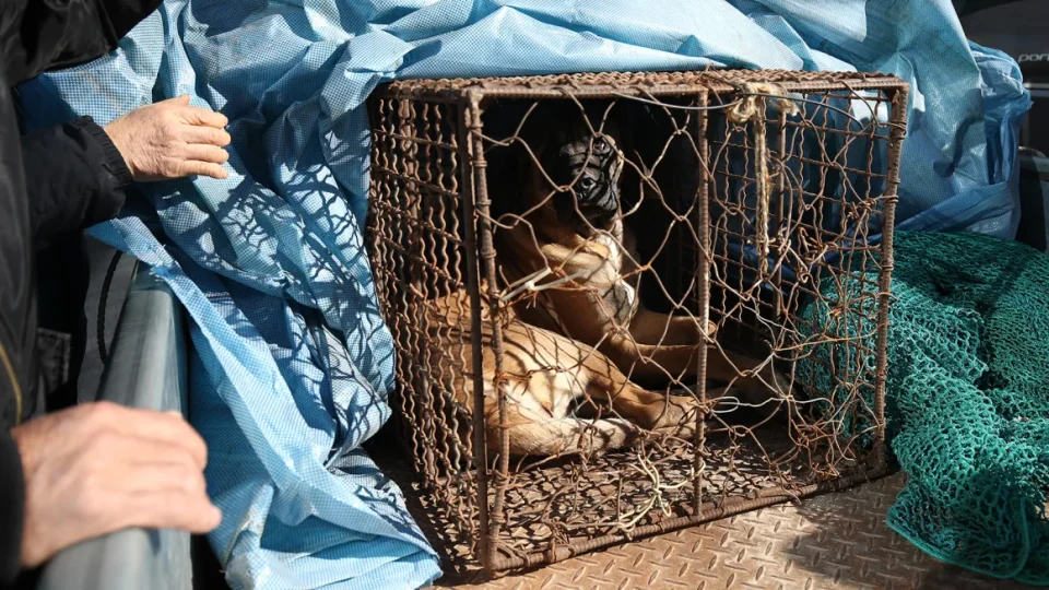 South Korea passes bill to ban consumption of dog meat